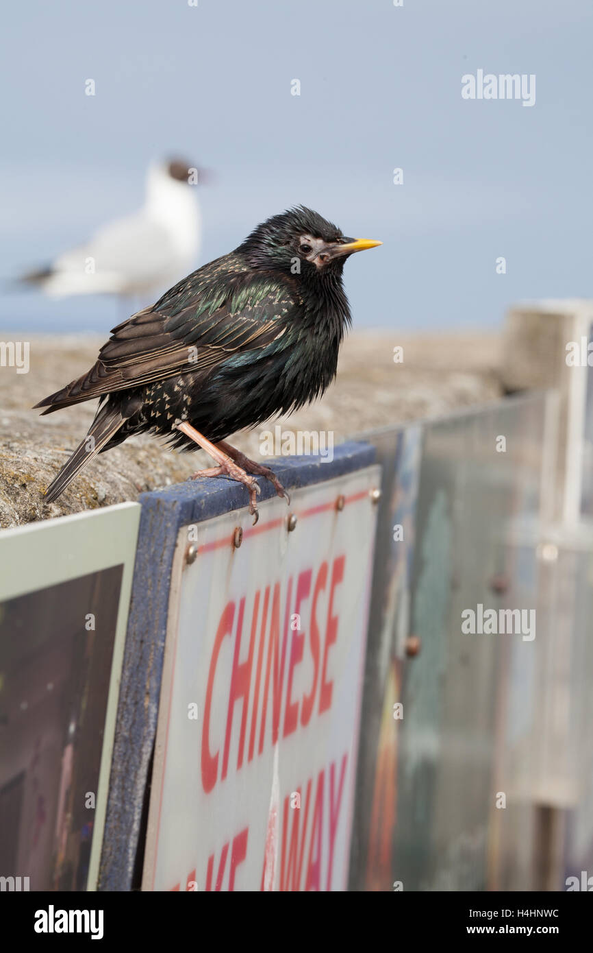 Turnus vulgaris - Comune starling posatoi su un patrimonio direzionale a piedi segno a Seahouses harbour Northumberland Inghilterra GB Foto Stock