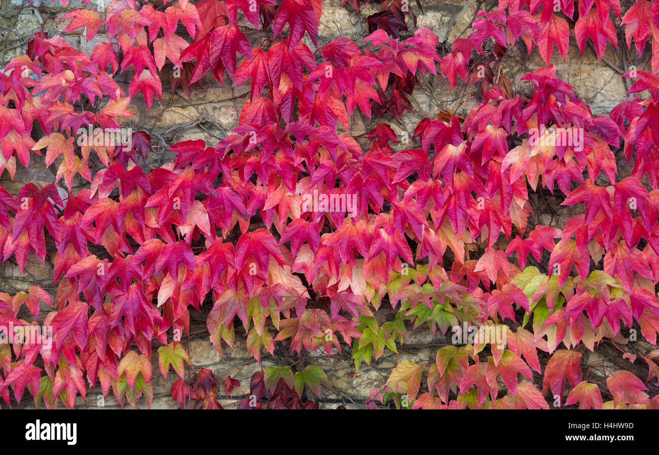 Parthenocissus tricuspidata. Boston Ivy / superriduttore giapponesi in autunno a Cotswolds Arms pub, burford, Oxfordshire, Inghilterra Foto Stock