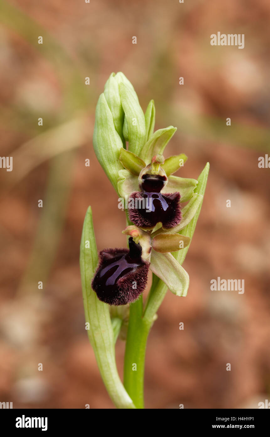 Inizio Spider fiori di orchidea - stelo Ophrys incubacea Foto Stock