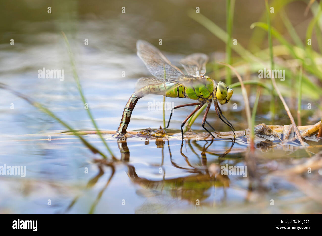 L'imperatore Dragonfly; Anax imperator femmina singolo Ovipositing Cornwall, Regno Unito Foto Stock