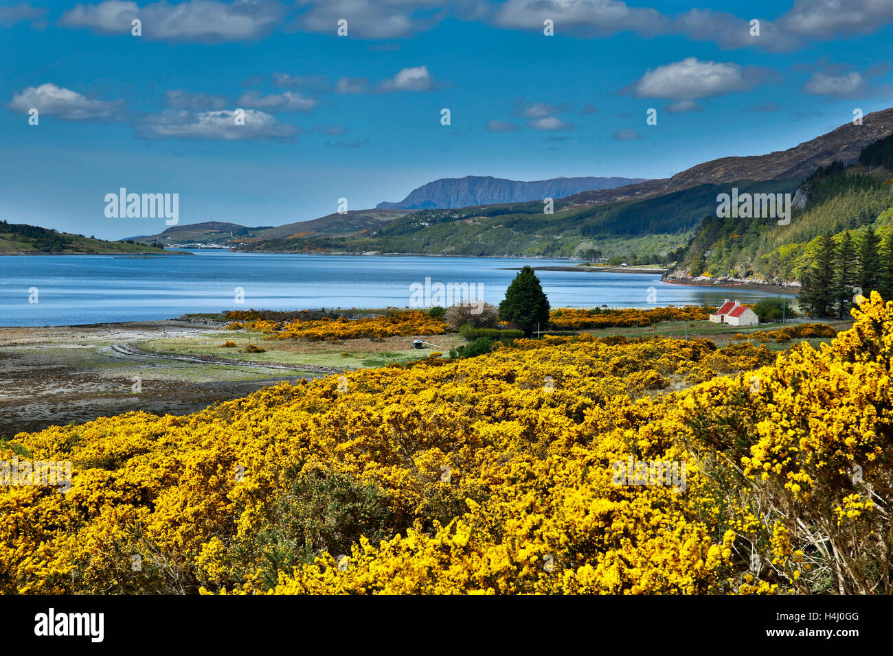 Loch ginestra; guardando verso Ullapool; ginestre in fiore; Scozia - UK Foto Stock