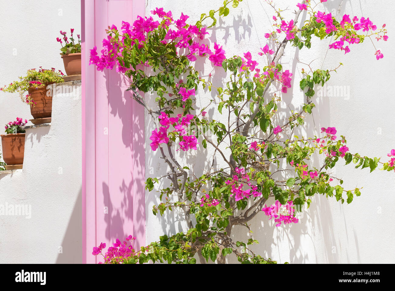 Di un bel colore rosa fiore di edera contro una porta rosa e pentole a isola di Paros in Grecia. Foto Stock