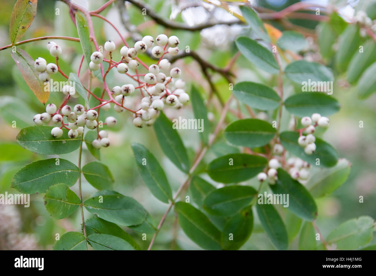 Sorbus tree con bacche di colore bianco Foto Stock