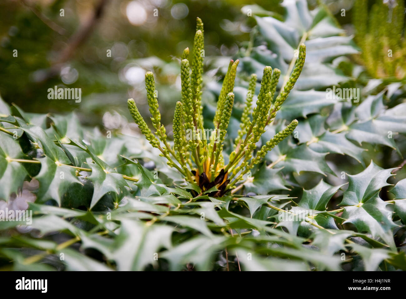 Mahonia x media "Carità' arbusto fioritura in autunno regno unito Foto Stock