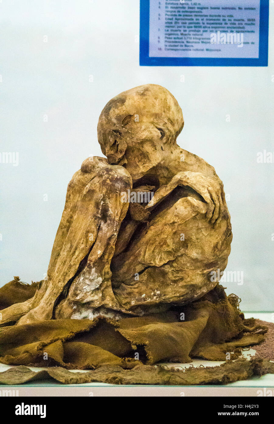 Antiche mummie conservate in zone aride ad alta altitudine clima dell'altipiano della Bolivia, ora conservata presso l Università di Charcas musei a Sucre Foto Stock