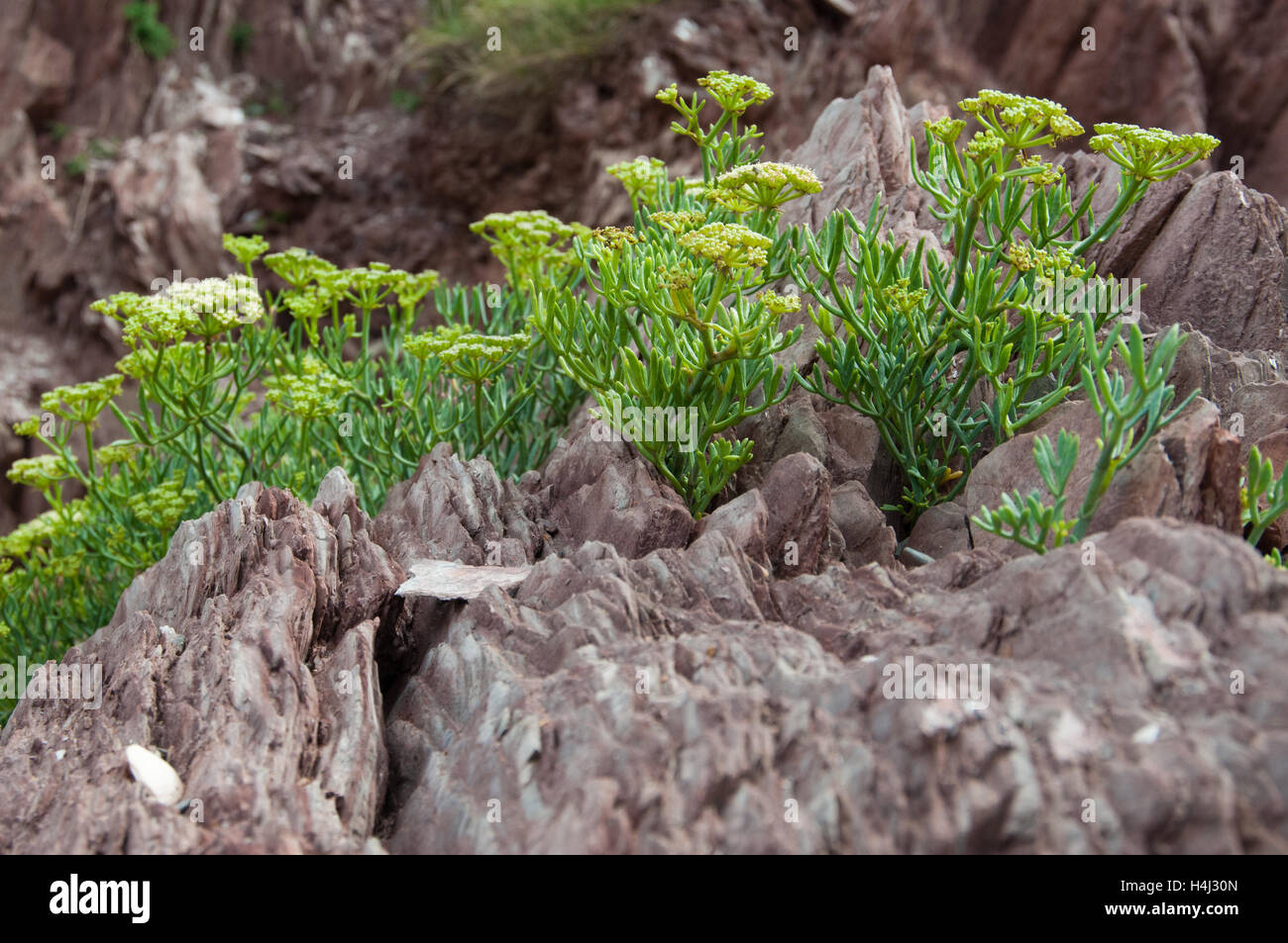 Rock samphire (Crithmum maritimum) Foto Stock