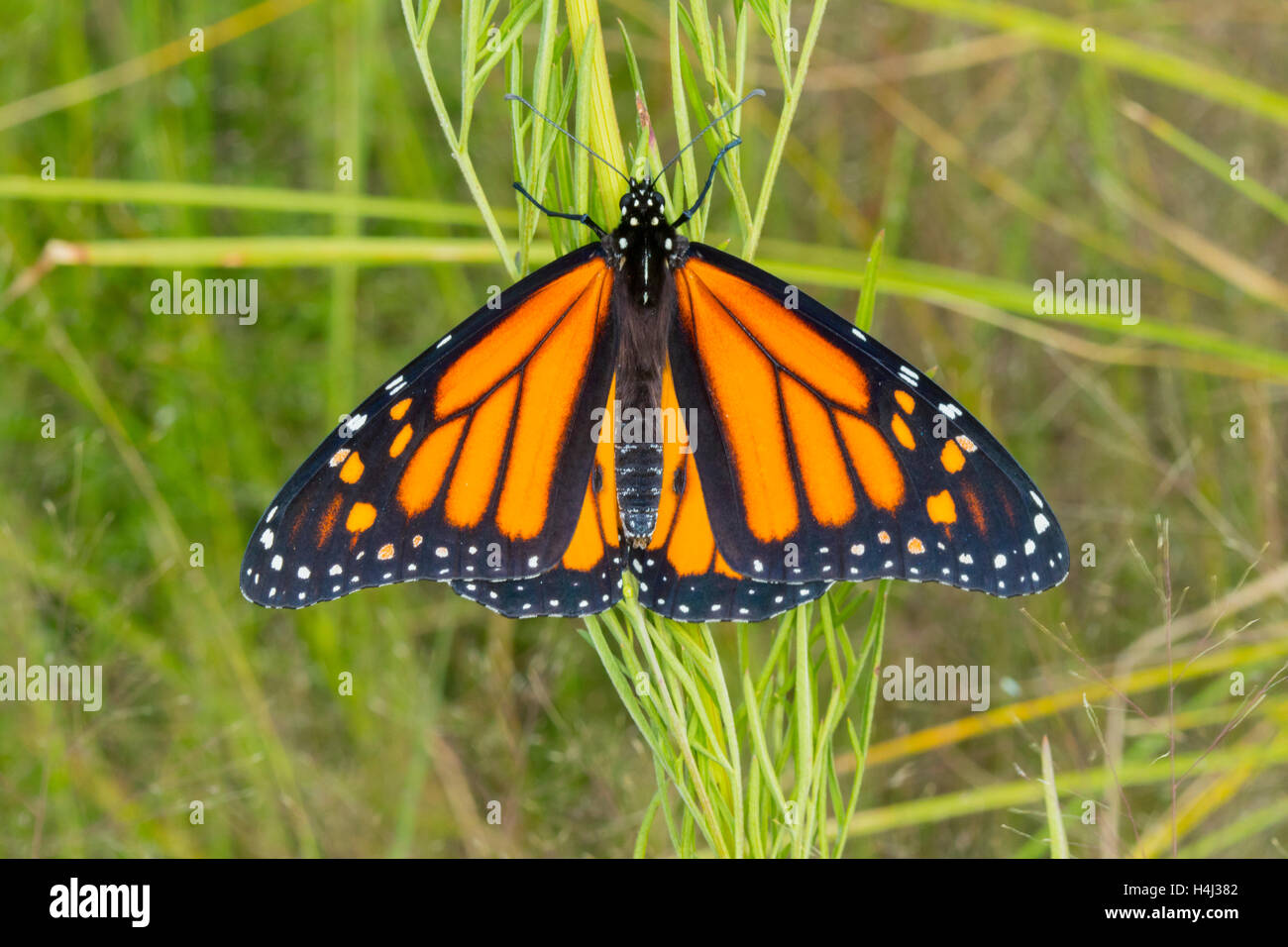 Monarca Danaus plexippus Canelo Hills Cienega, Cochise County, Arizona, Stati Uniti 19 settembre 2016 maschio adulto D Foto Stock