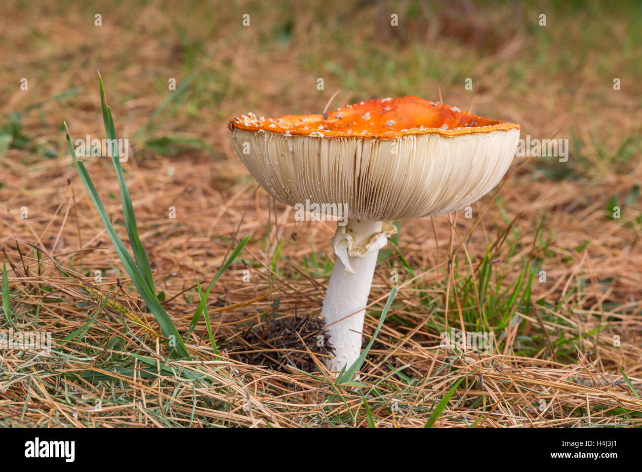 Fly (amanite amanita muscaria) fungo con la lamella visibile sul terreno della foresta Foto Stock