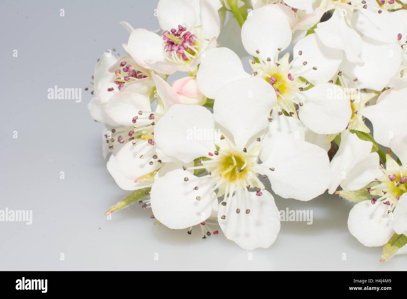 Sakura bianco fiori ciliegio Foto Stock