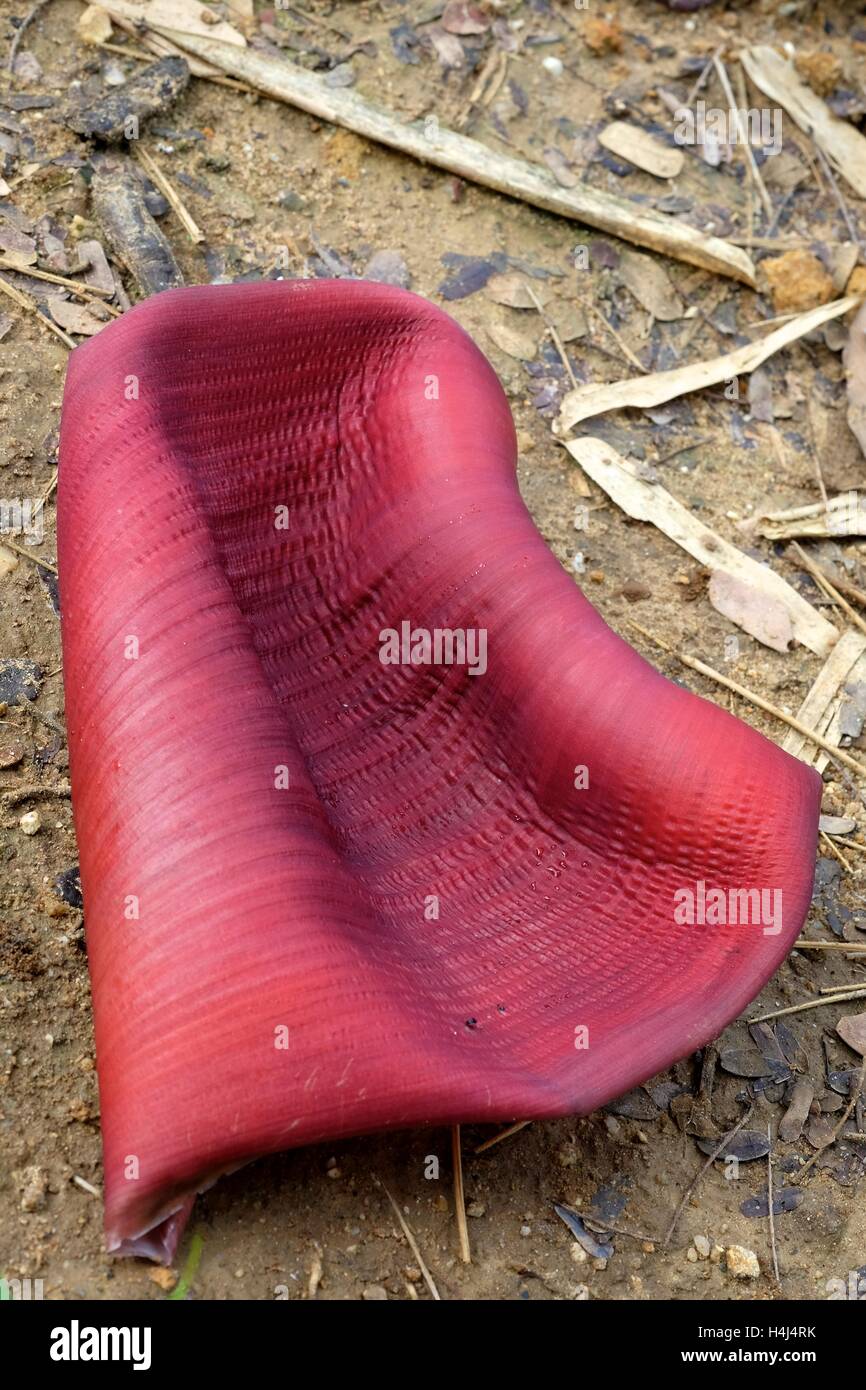 Infiorescenza di piante di banana (Musa acuminata balbisiana X ABB) Foto Stock