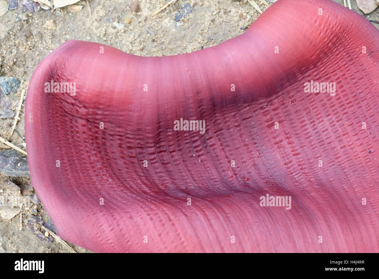 Infiorescenza di piante di banana (Musa acuminata balbisiana X ABB) Foto Stock