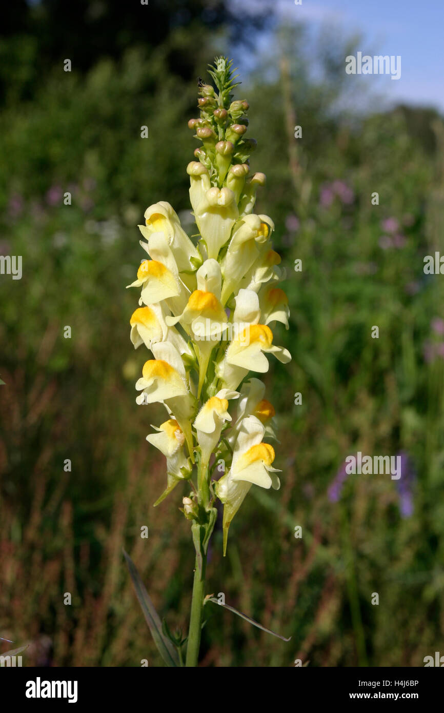 Linaria vulgaris, Toadflax comune Foto Stock