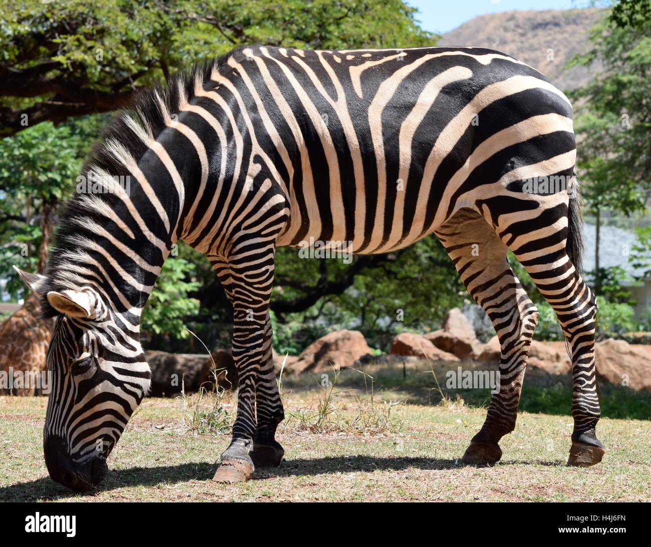 Il pascolo Grant's Zebra presso lo Zoo di Honolulu Zoo Foto Stock