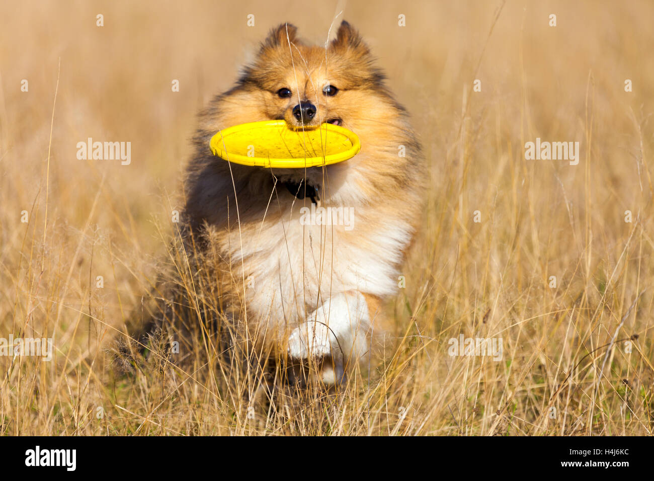 Shetland Sheepdog con un flying disc corre al di sopra di un campo Foto Stock