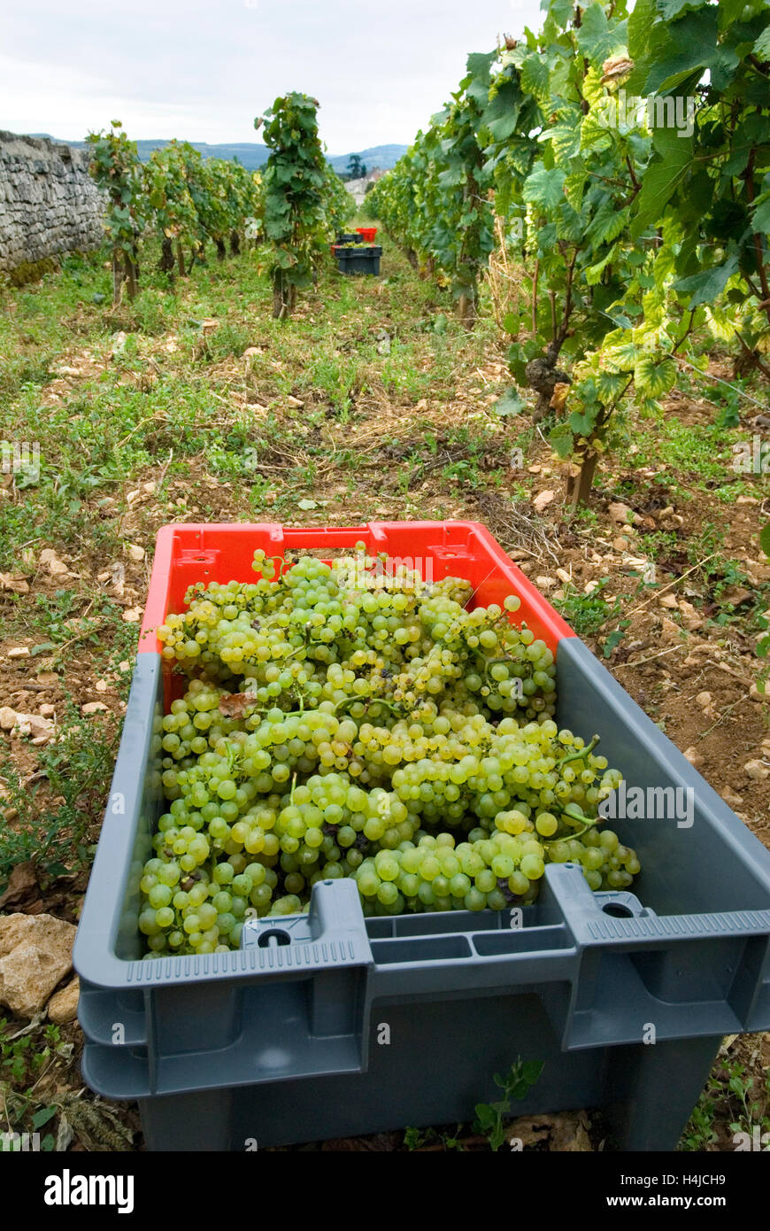 MONTRACHET GRAND CRU ha raccolto uve Chardonnay nel pacchetto Domaine Leflaive del vigneto le Montrachet Leflaive, Puligny-Montrachet Côte de Beaune Foto Stock