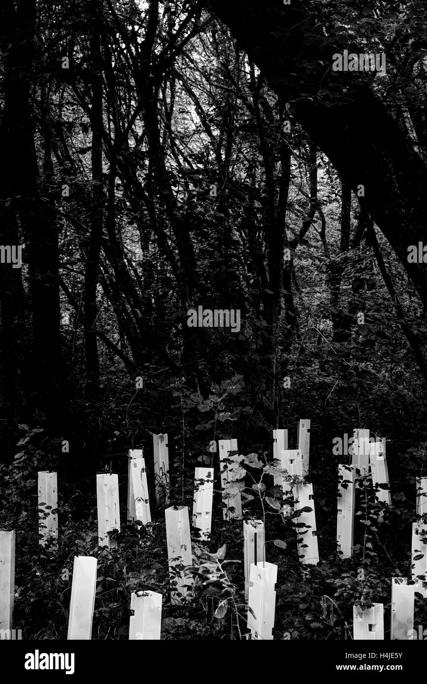 Opere di rimboschimento Foto Stock