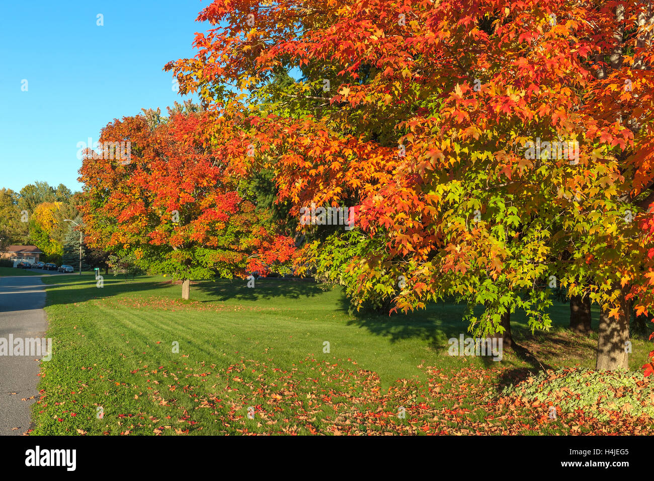 Grande albero di acero con il rosso, il giallo e il verde delle foglie Foto Stock