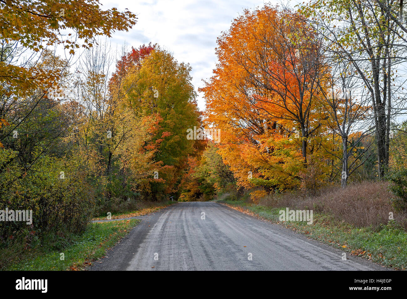 Strada di ghiaia attraverso multi colore alberi di acero Foto Stock