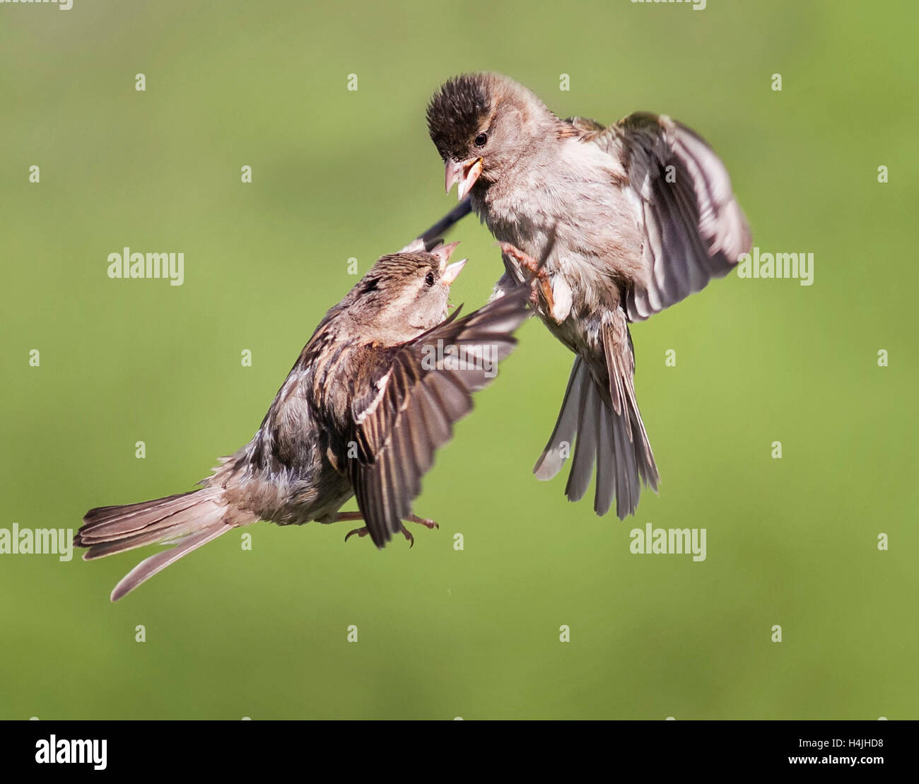 Angry Birds combattimenti nel cielo la molla divertente le ali per volare giocare passeri Foto Stock