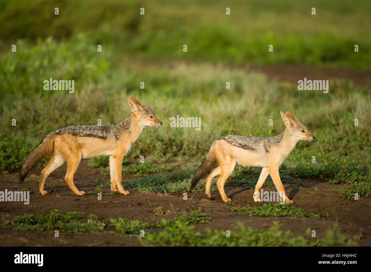 Nero-backed sciacalli (Canis mesomelas), il Parco Nazionale del Serengeti, Tanzania Foto Stock