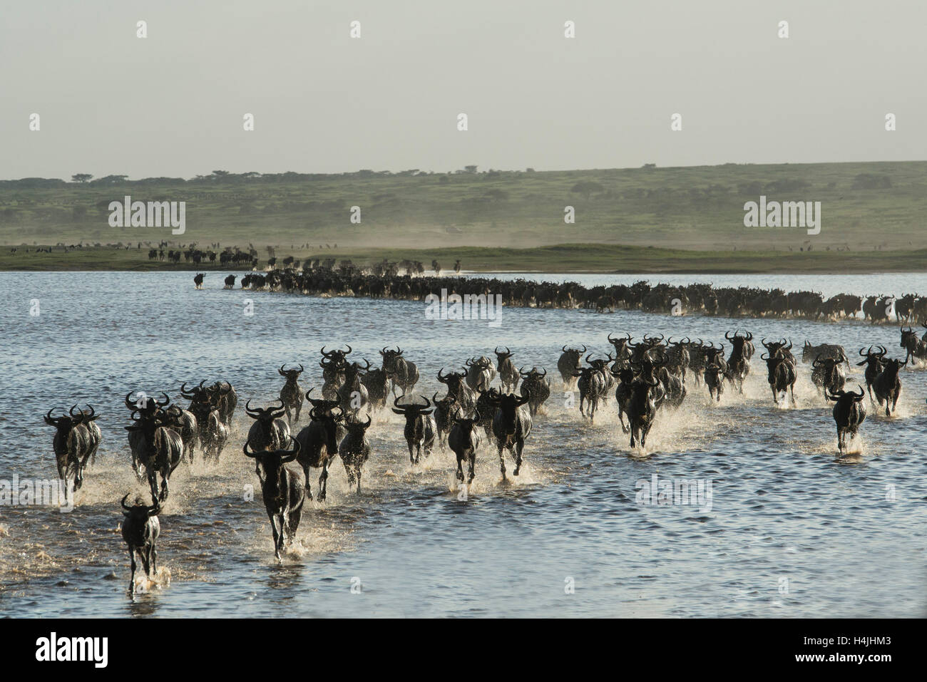 Blue gnu attraversato il lago Ndutu in GNU migrazione (Connochaetes taurinus), il Parco Nazionale del Serengeti, Tanzania Foto Stock