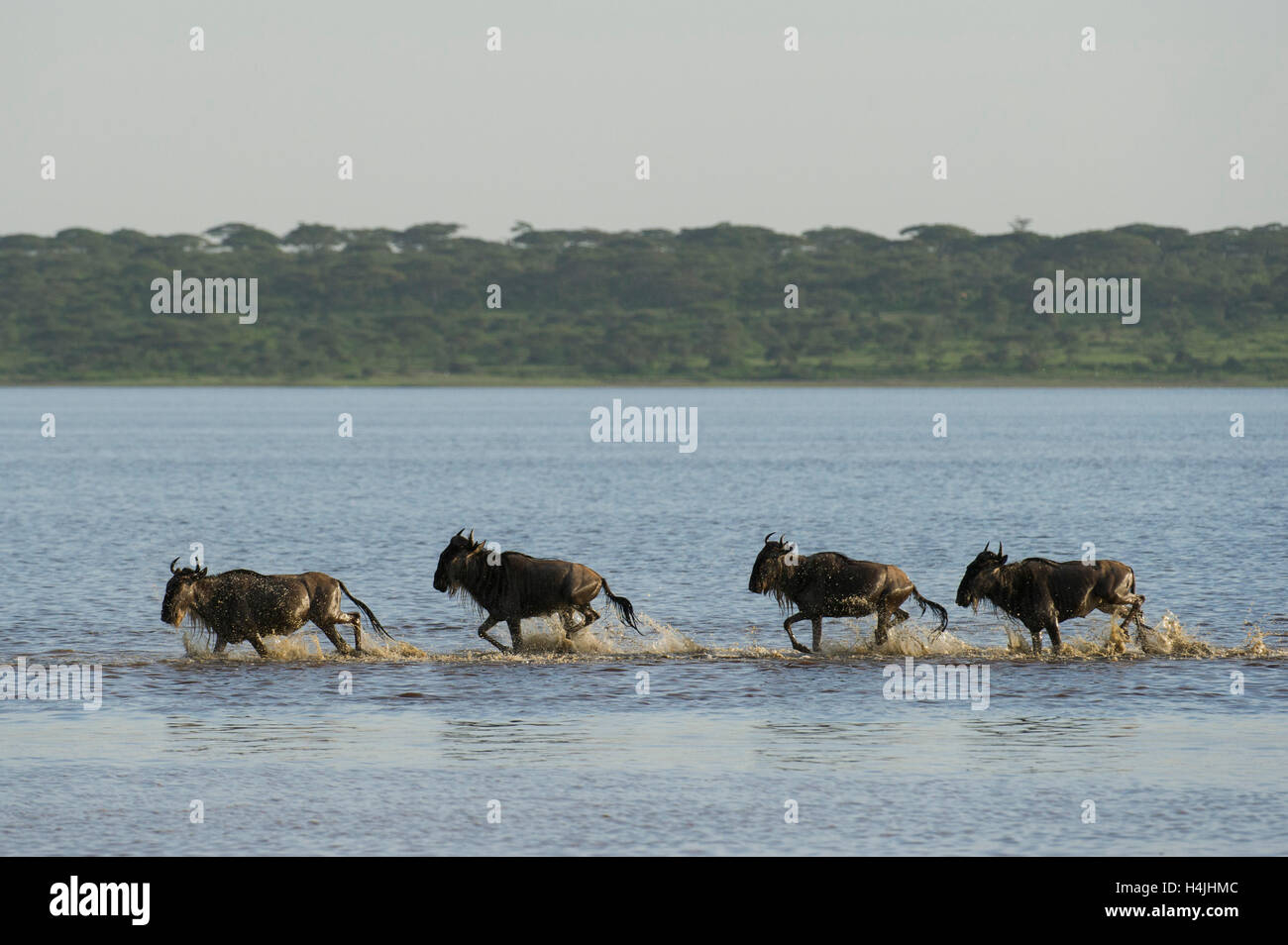 Blue gnu attraversato il lago Ndutu in GNU migrazione (Connochaetes taurinus), il Parco Nazionale del Serengeti, Tanzania Foto Stock