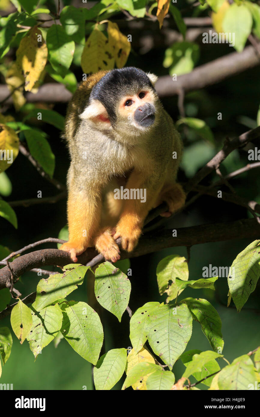 Scimmie scoiattolo (Saimiri sciureus) nella struttura ad albero, captive, Germania Foto Stock