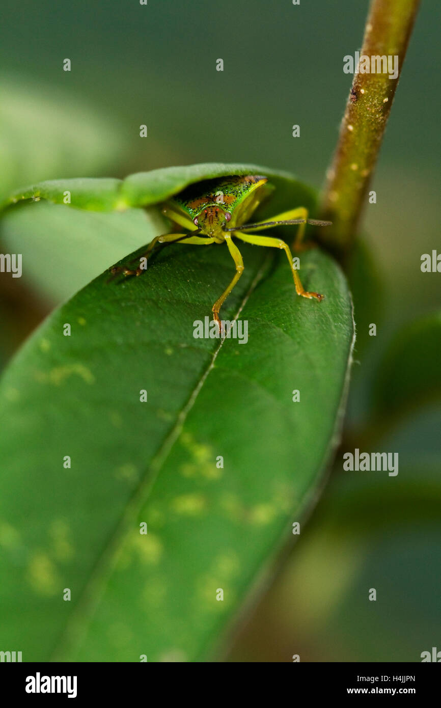 Biancospino bug di protezione (Acanthosoma haemorrhoidale) il ricovero sotto una foglia di una pianta di Contoneaster Foto Stock