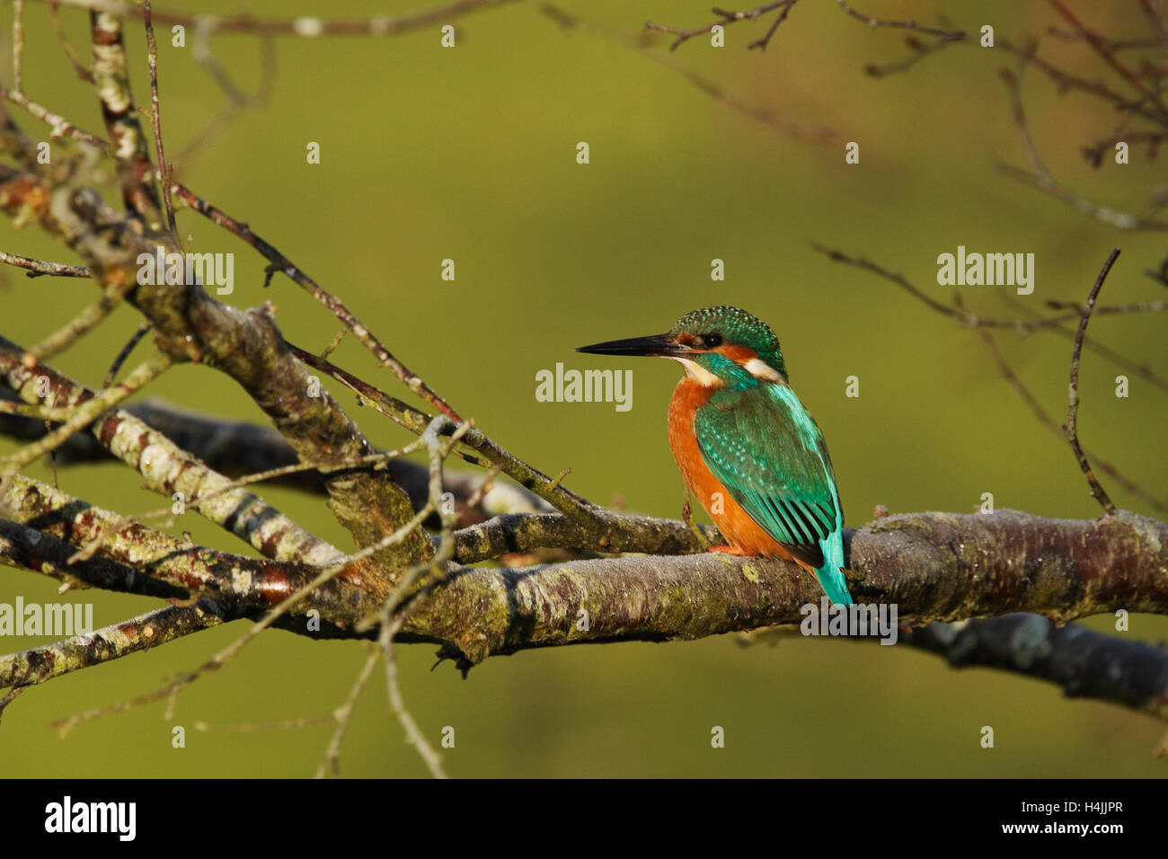 Comune maschio Kingfisher (Alcedo atthis) su un albero, Shapwick Heath, Somerset, Inghilterra, Regno Unito, Europa Foto Stock