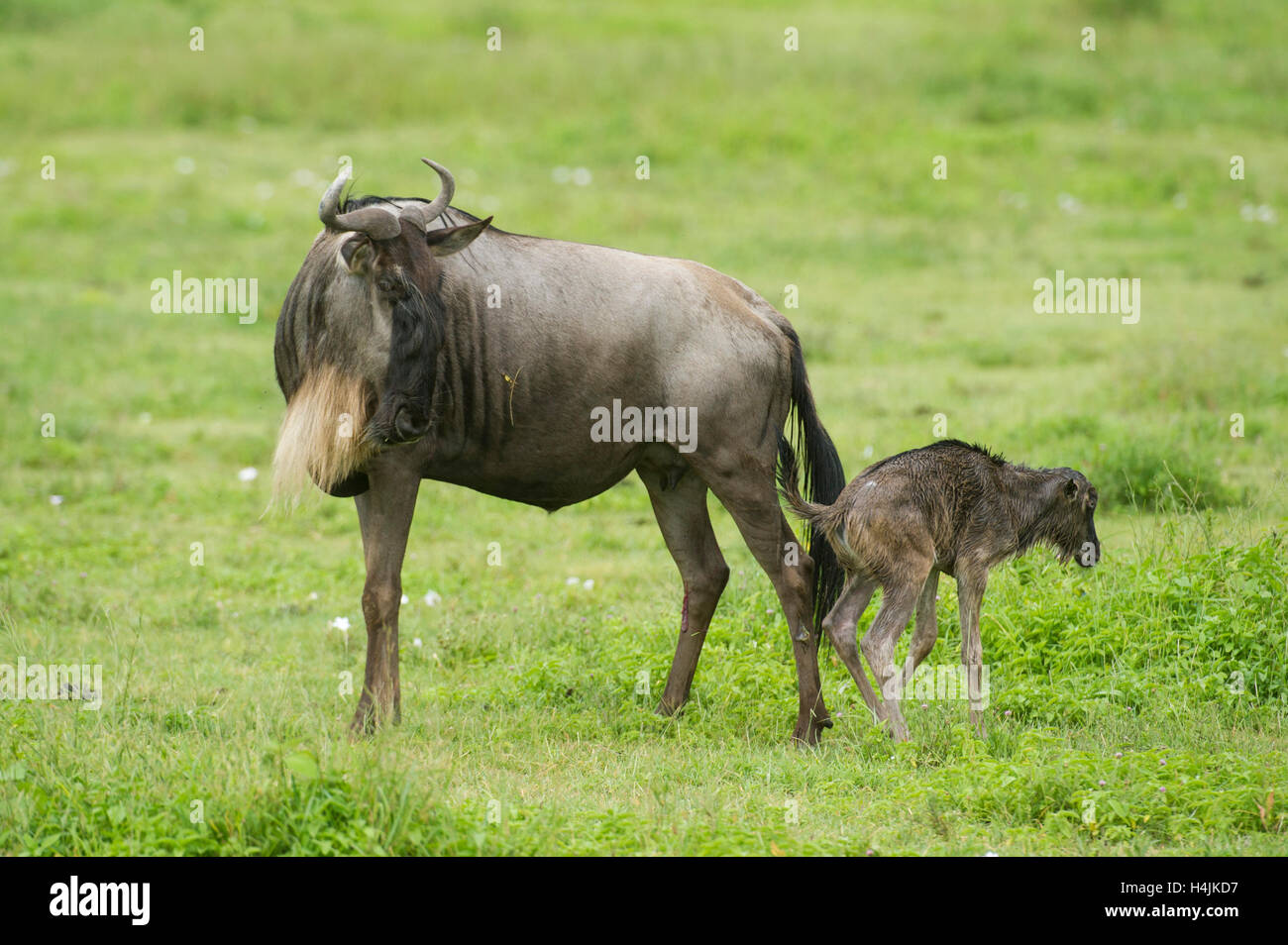 Blue gnu con vitello neonato (Connochaetes taurinus), il cratere di Ngorongoro, Tanzania Foto Stock