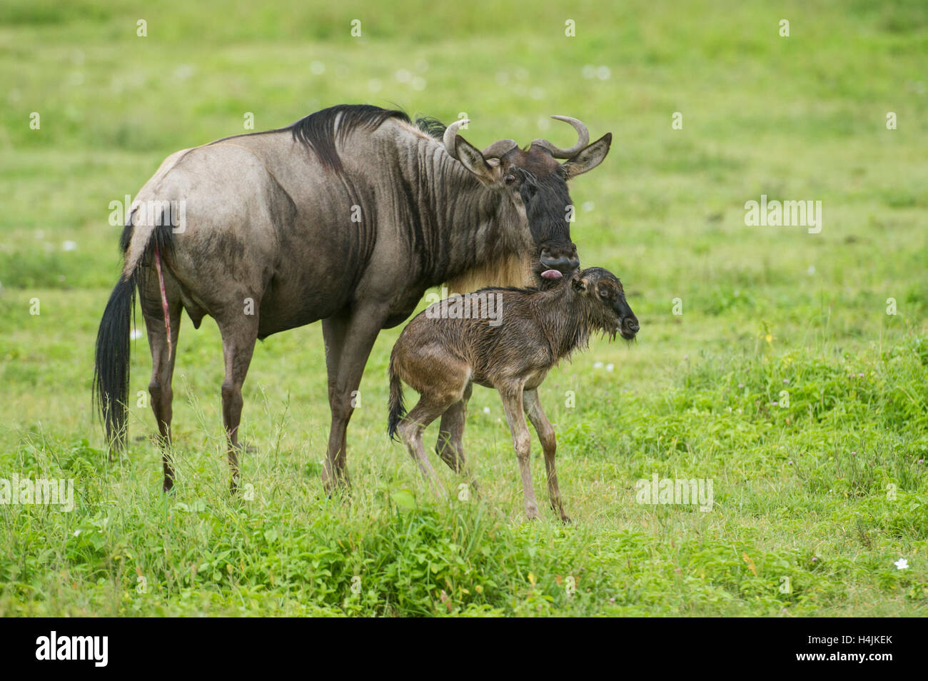 Blue gnu con vitello neonato (Connochaetes taurinus), il cratere di Ngorongoro, Tanzania Foto Stock