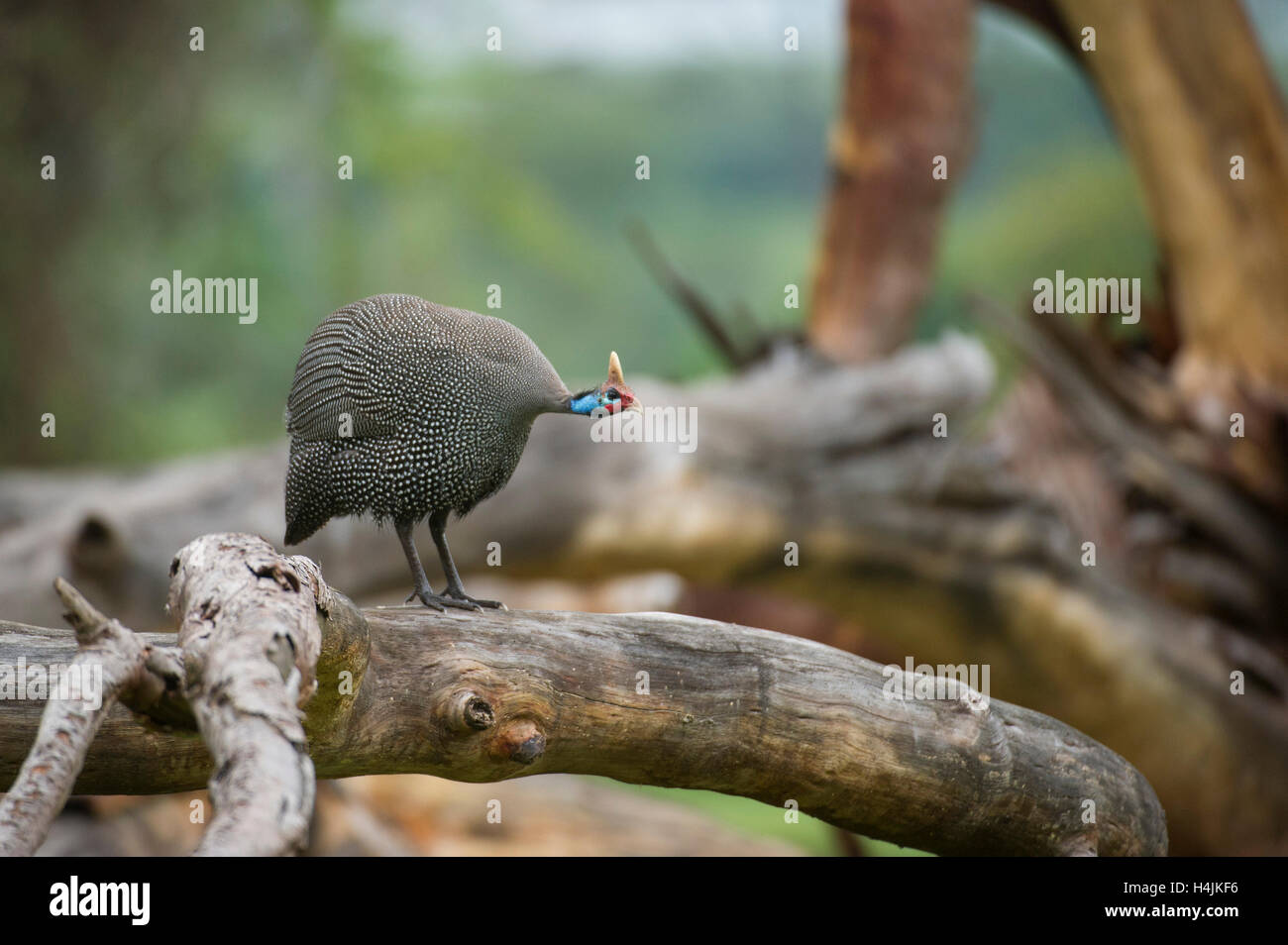 Helmeted Faraone (Numida meleagris), il cratere di Ngorongoro, Tanzania Foto Stock