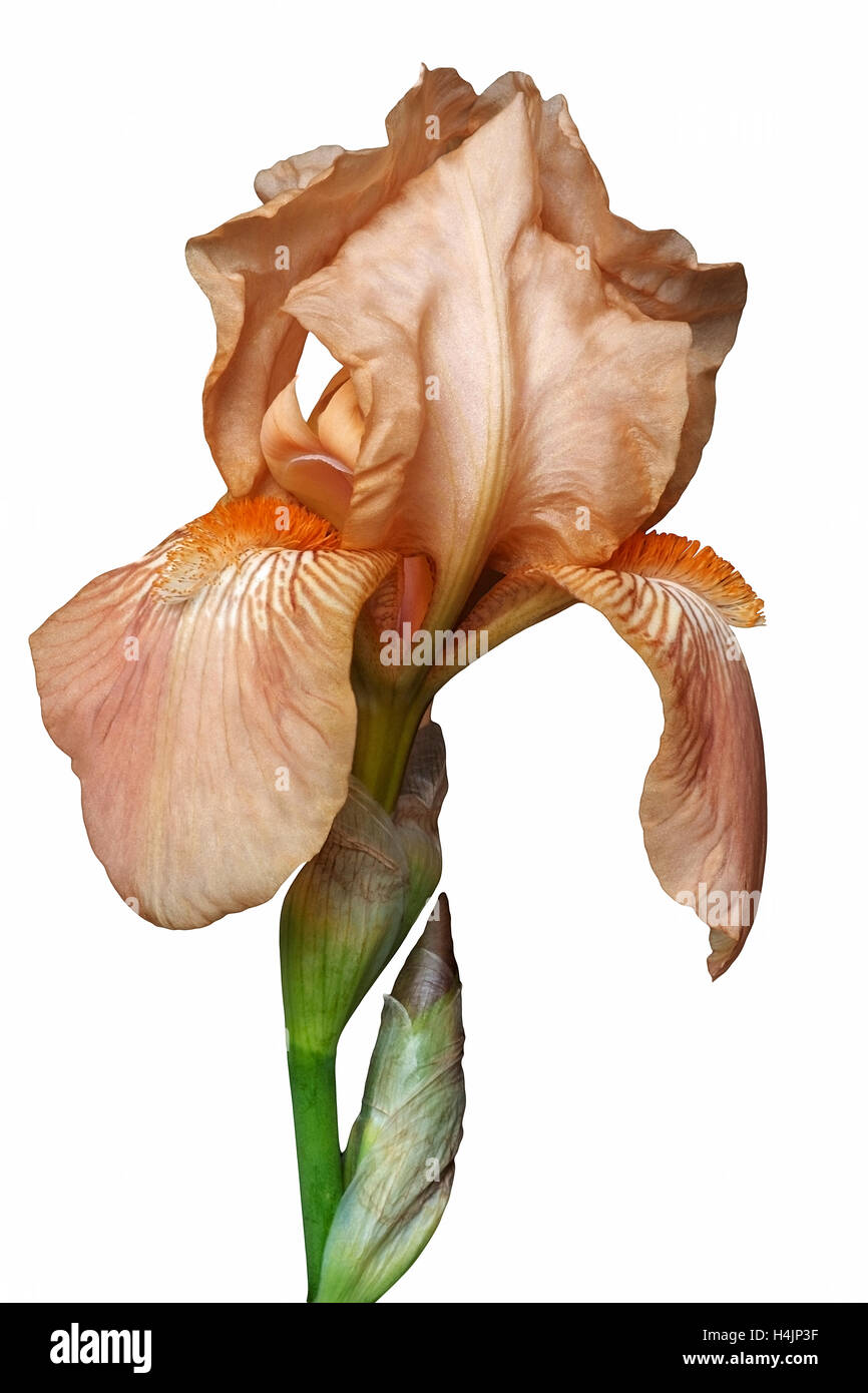 Tedesco fiore iris Foto Stock