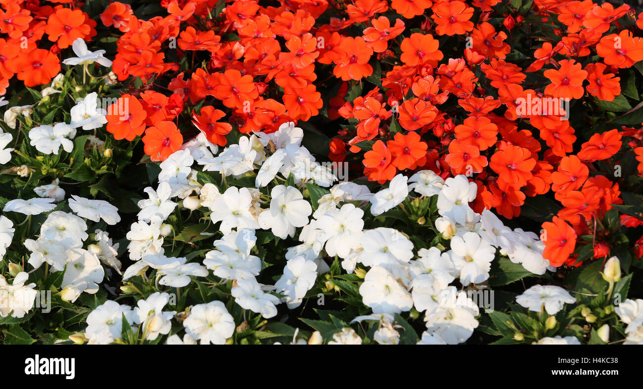 Molti impatiens fiori in aiuola di fiori del giardino in primavera Foto Stock