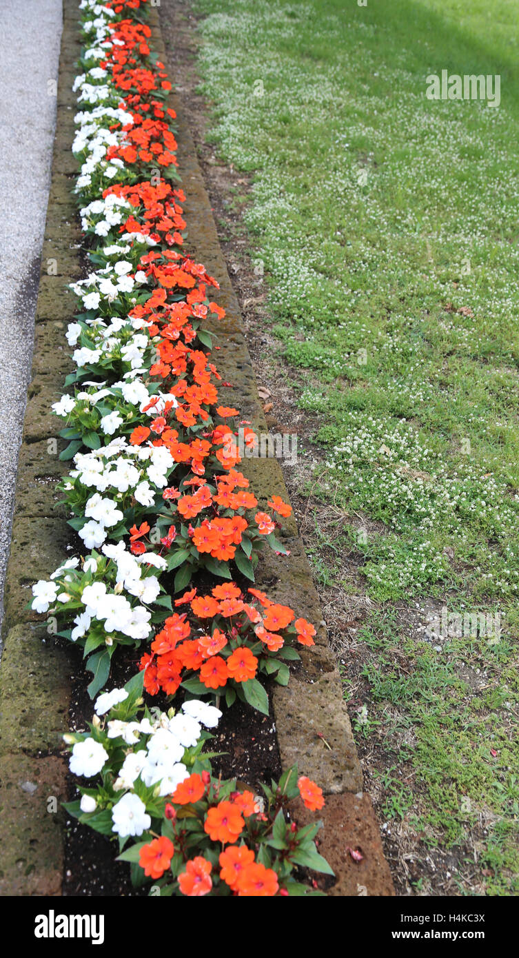 Molti occupato lizzie fiori in aiuola di fiori del giardino in primavera Foto Stock