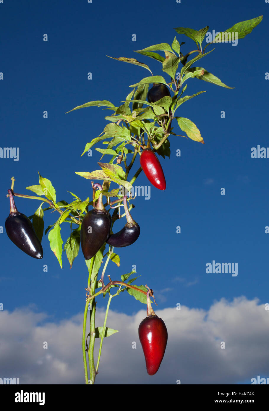 Pianta che cresce viola jalapenos che diventano di colore rosso con pronto a scendere Foto Stock