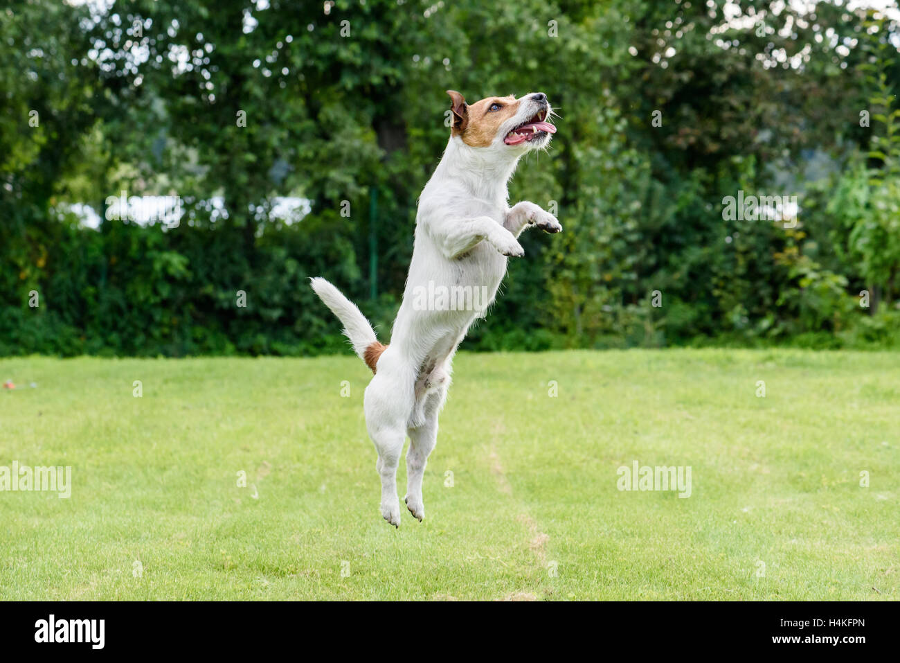 Bello cane jumping fino a giocare a back yard prato Foto Stock