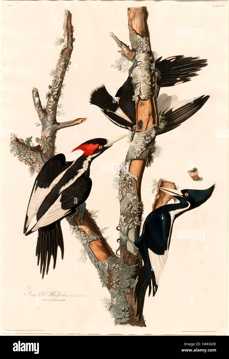 Robert Havell dopo John James Audubon, avorio-fatturati Picchio, American, 1793 1878, 1829, colorate a mano di attacco e la puntasecca Foto Stock