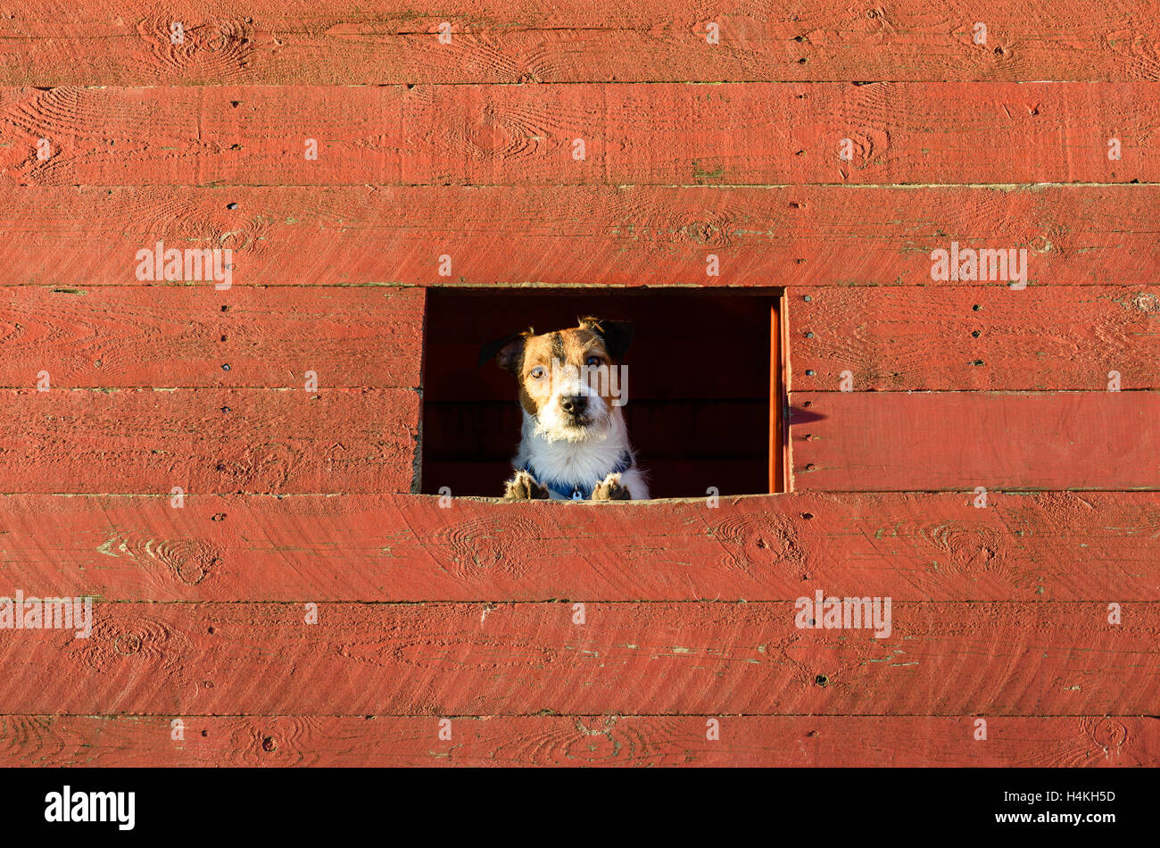 Cane guardando fuori della finestra del canile Foto Stock