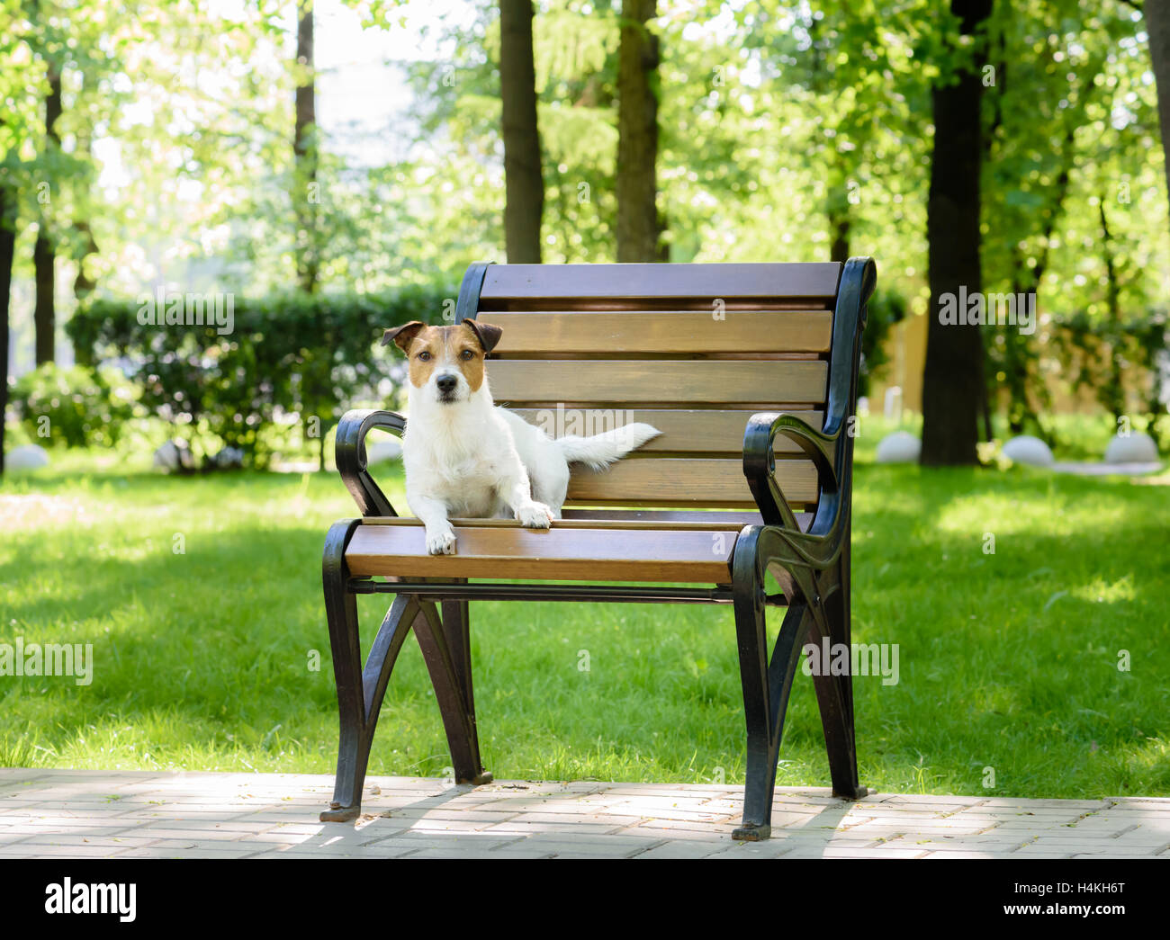 Cute cane passeggiate al parco giacente su un banco di lavoro guardando la fotocamera Foto Stock