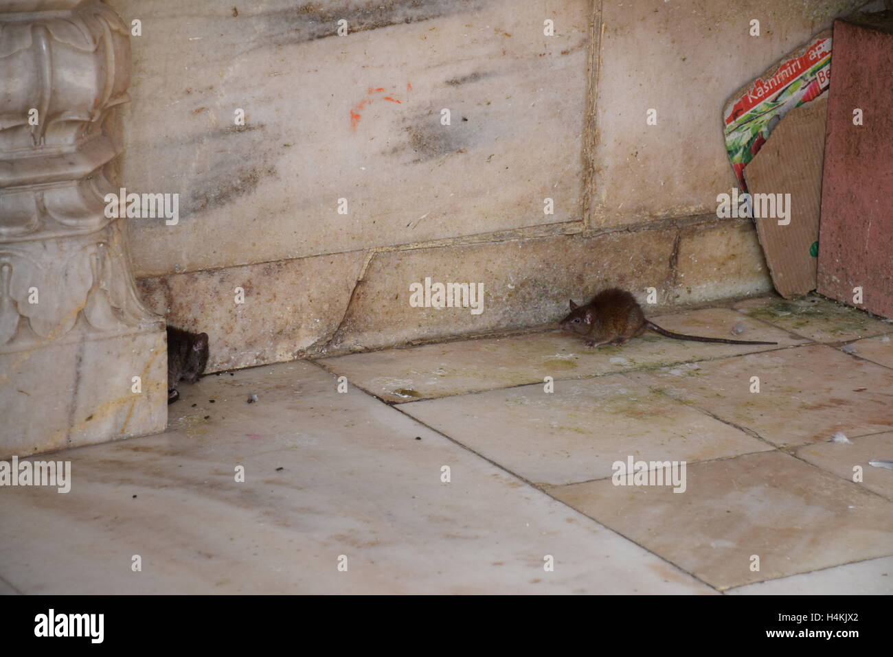 Ratti all'interno di Karni Mata Tempio Deshnoke (Bikaner), Rajasthan, India Foto Stock