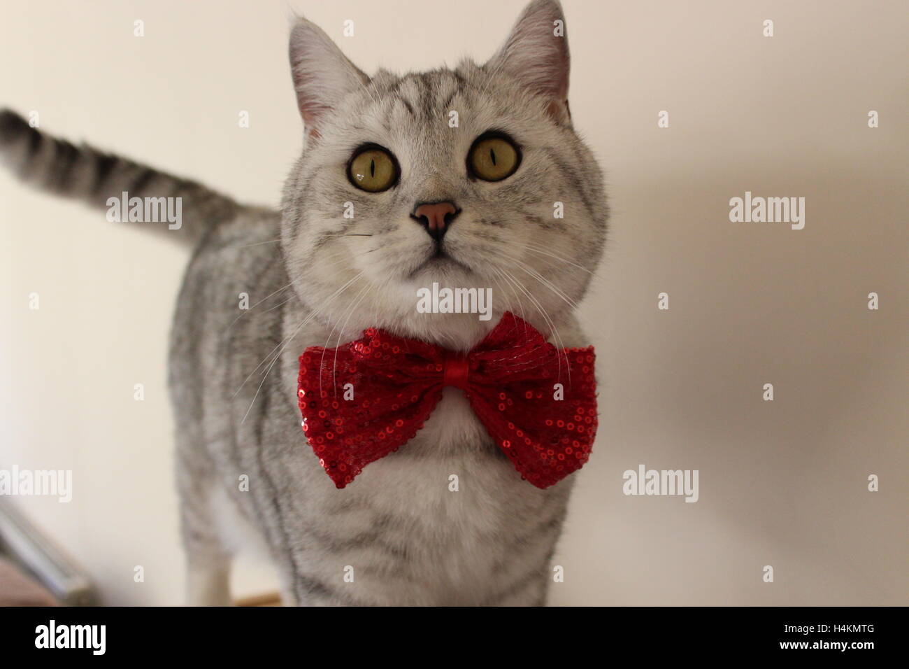 British Shorthair cat indossando un big red bow tie Foto Stock
