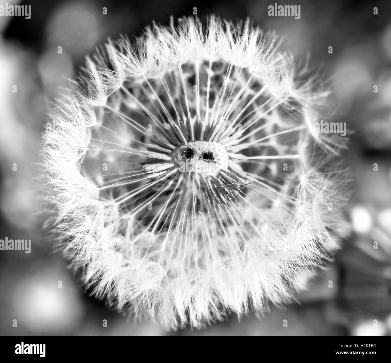 Dente di leone bianco al giorno d'estate come il suino con naso Foto Stock