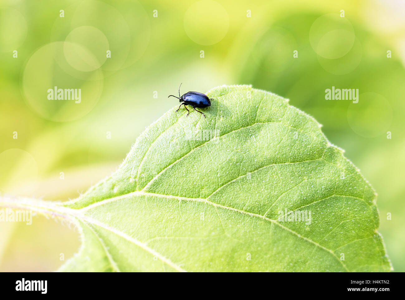 Nizza bug nero su verde foglia al giorno di estate Foto Stock