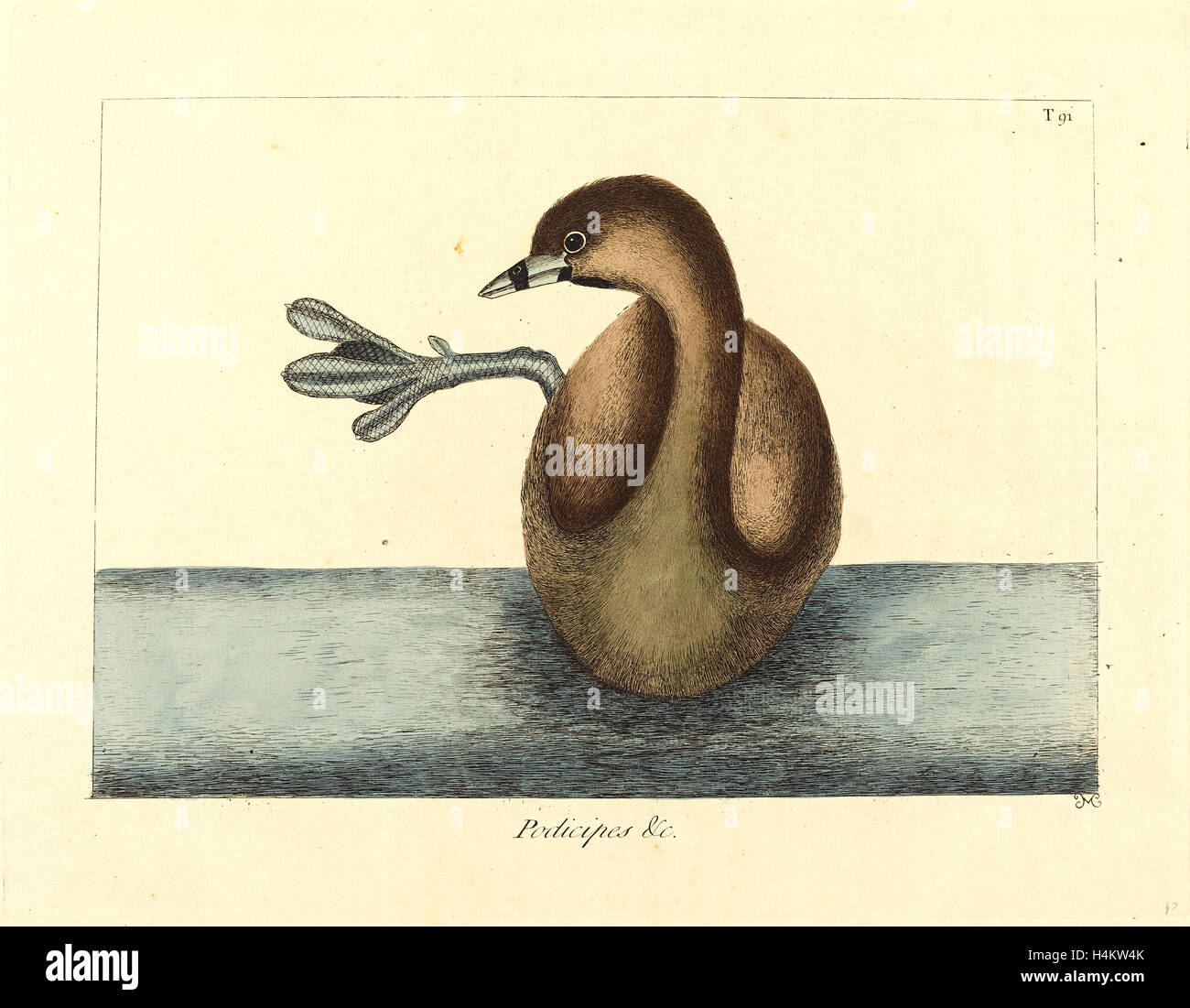 Mark Catesby,inglese, (1679-1749), Il Pied-fatturati Dobchick (Podiceps Colymbus), pubblicato 1731-1743, colorate a mano l'attacco Foto Stock
