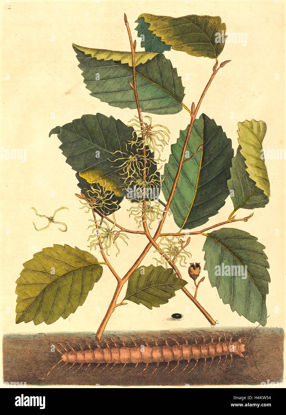 Mark Catesby,inglese, (1679-1749), (Centipede Scolopendra morsitans), pubblicato 1731-1743, colorate a mano incisioni su carta vergata Foto Stock