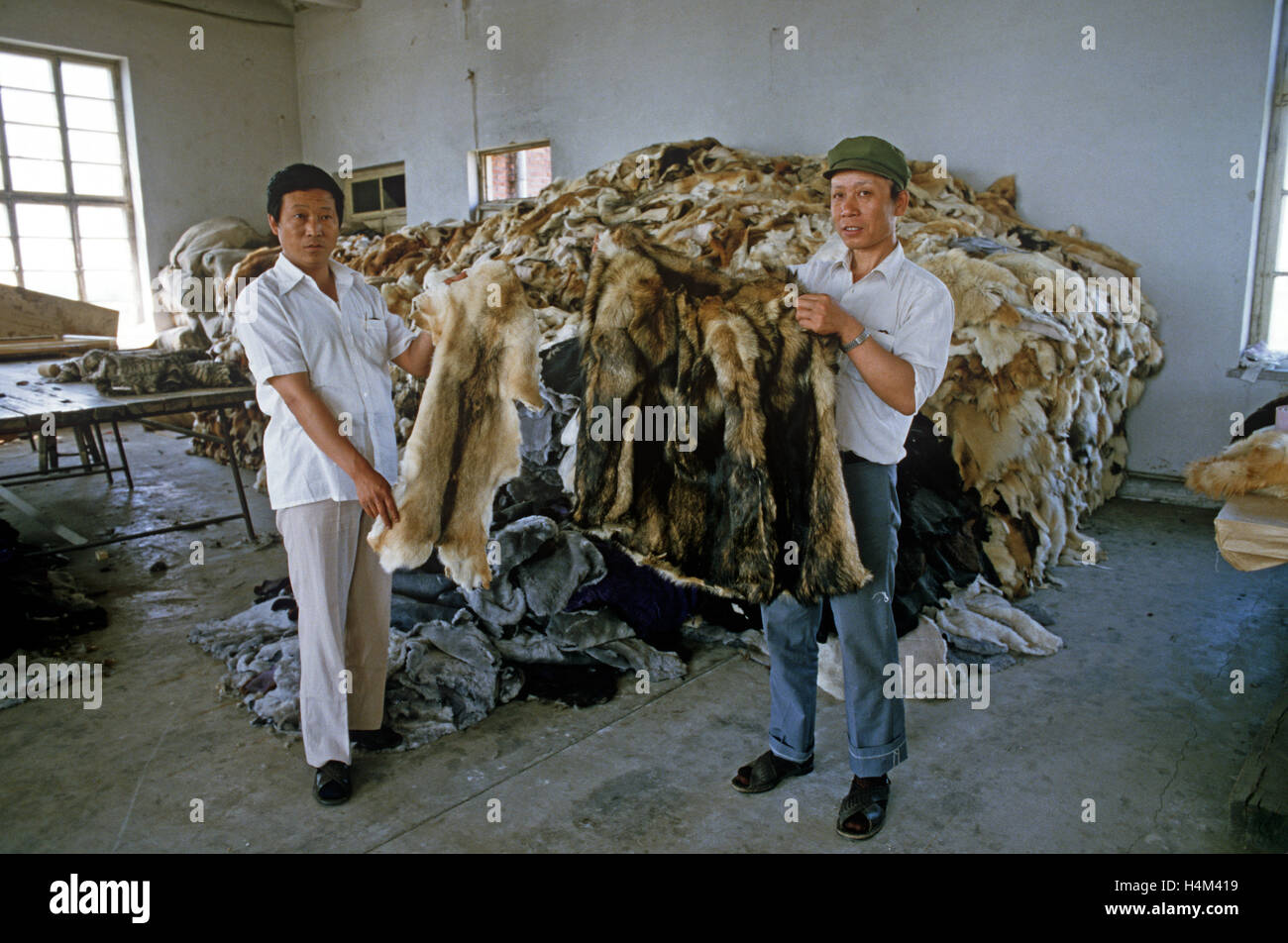 I proprietari di Harbin fabbrica di pelliccia, tenendo cappotto fatto fuori del cane e del gatto pellicce nella parte anteriore del cane e gatto pelli, Provincia di Heilongjiang, Cina Foto Stock