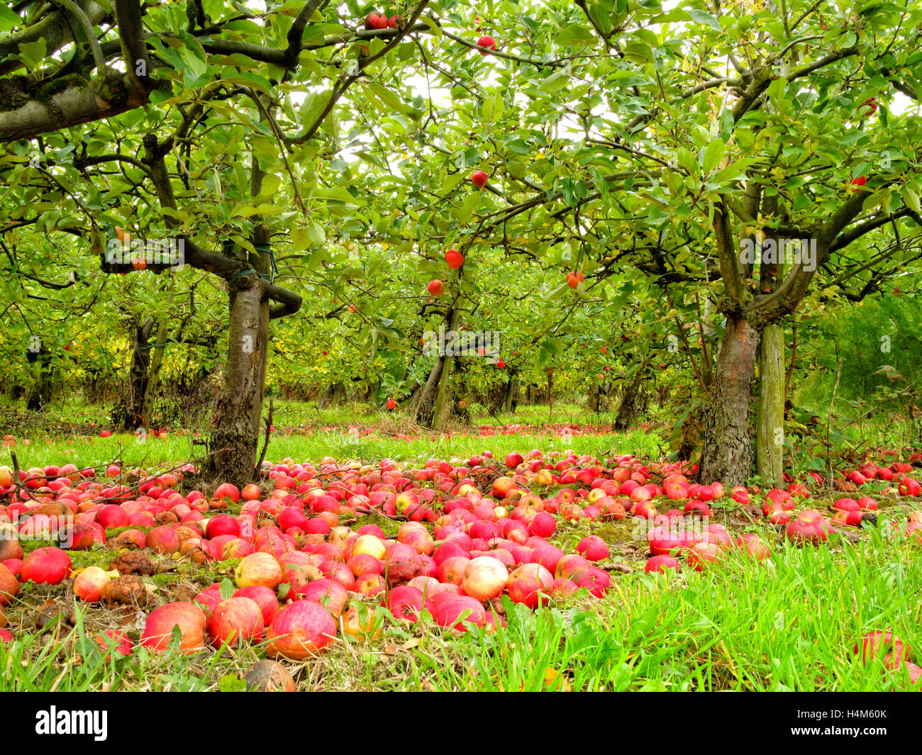 English autunno frutteto organico di caduto mature e di marcio mele rosse giacente a terra sotto gli alberi in erba Foto Stock