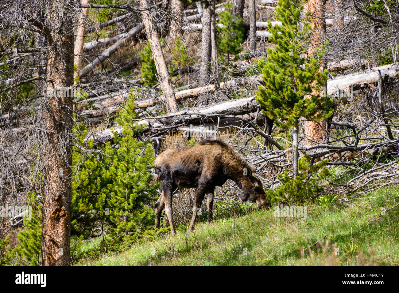 Wind River gamma Foto Stock