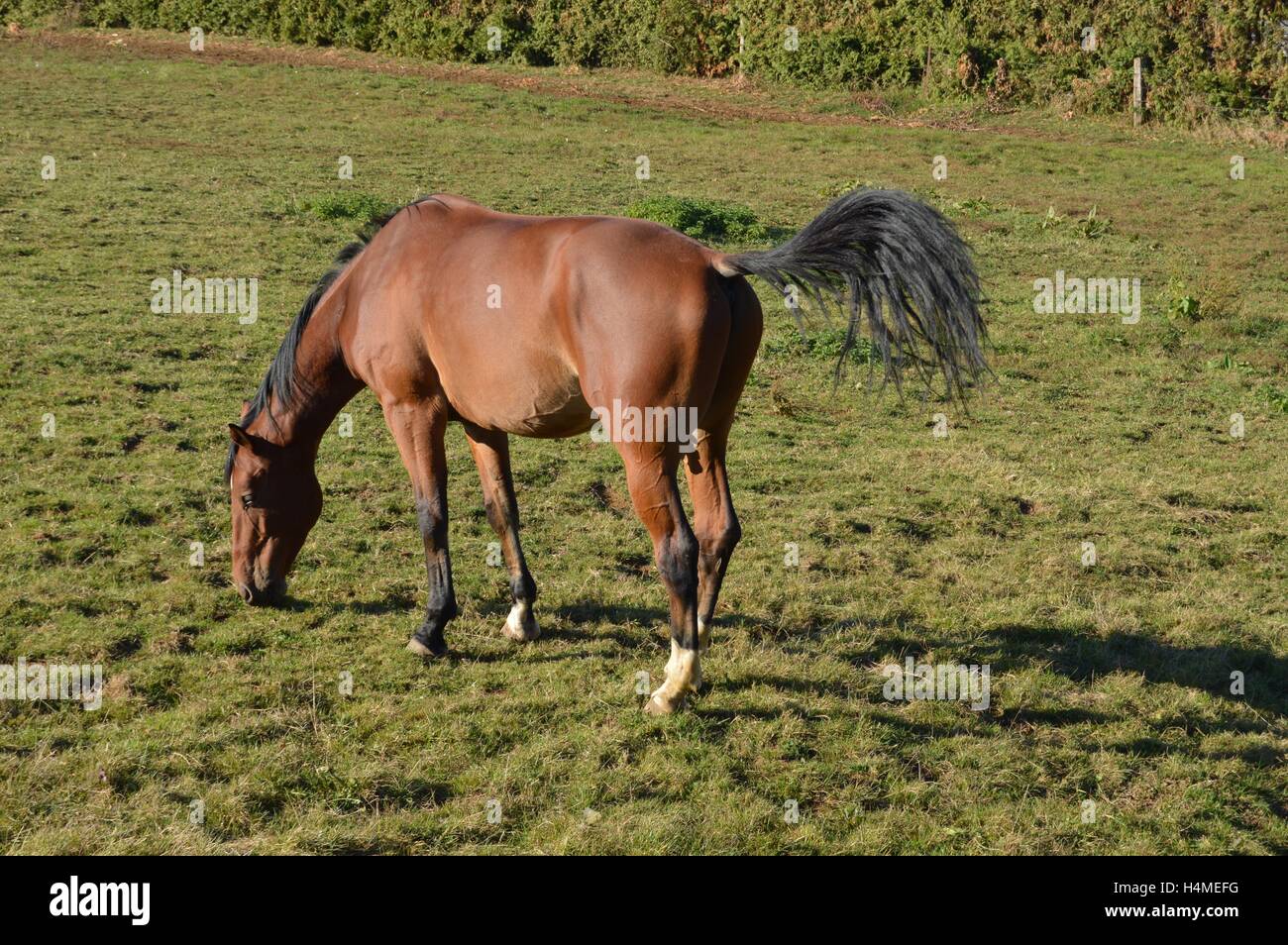 Cavallo di colore marrone di pascolo la erba in uno dei campi. Foto Stock